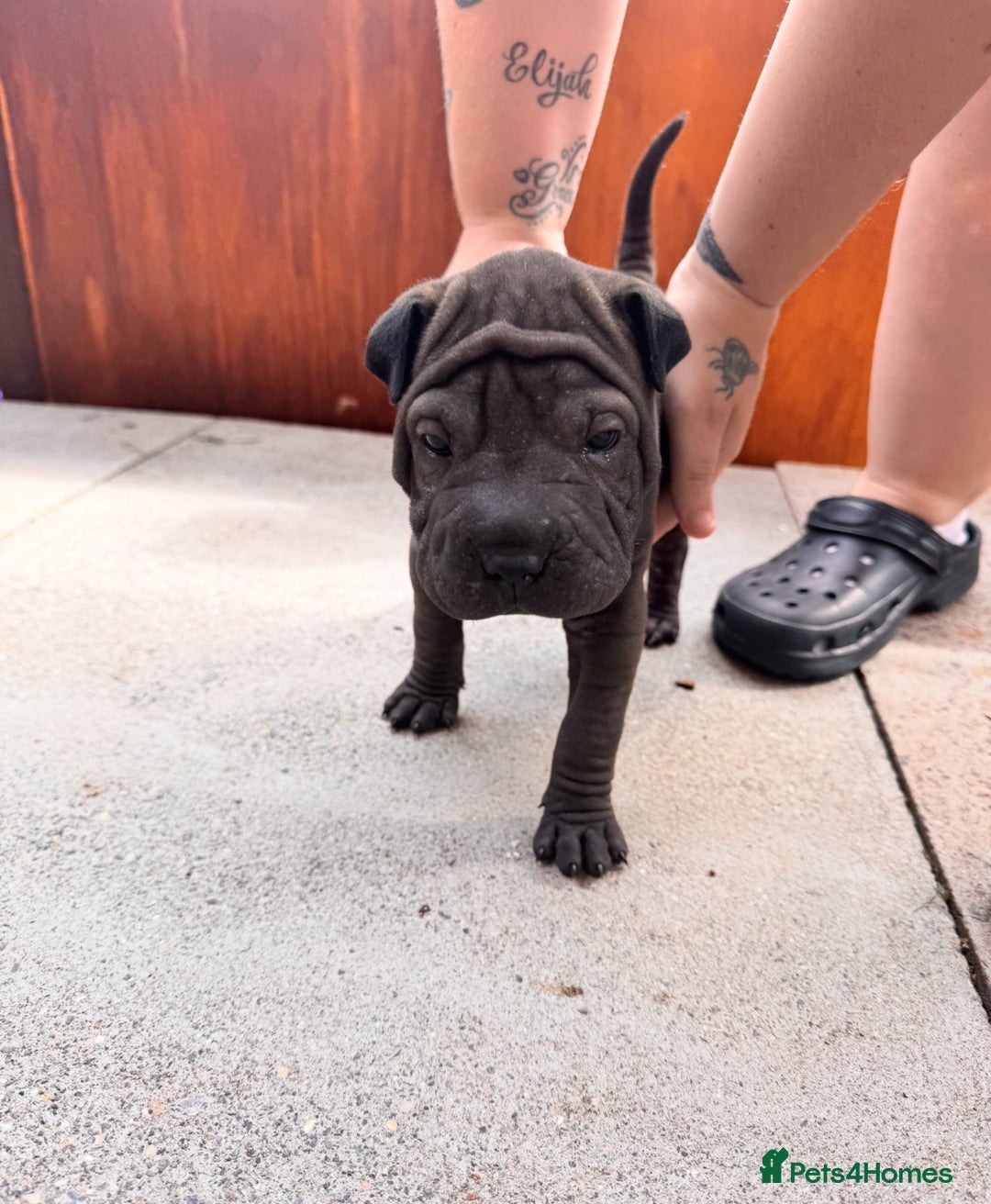 Shar Pei dogs for sale: Shar pei puppie  - Image 5