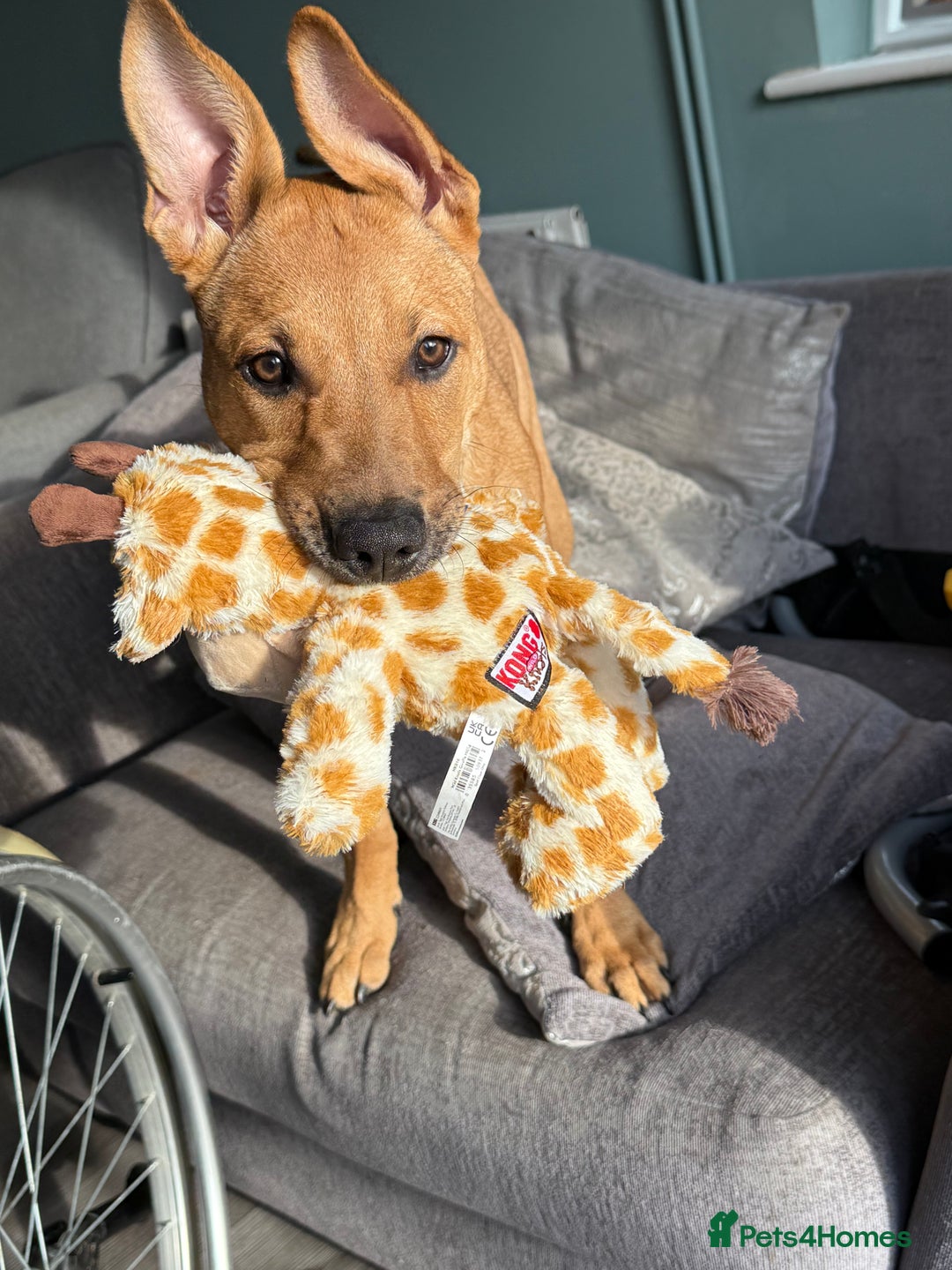 Mixed Breed dogs for sale: Ruby the German Shepherd X staffy pup - Advert 2