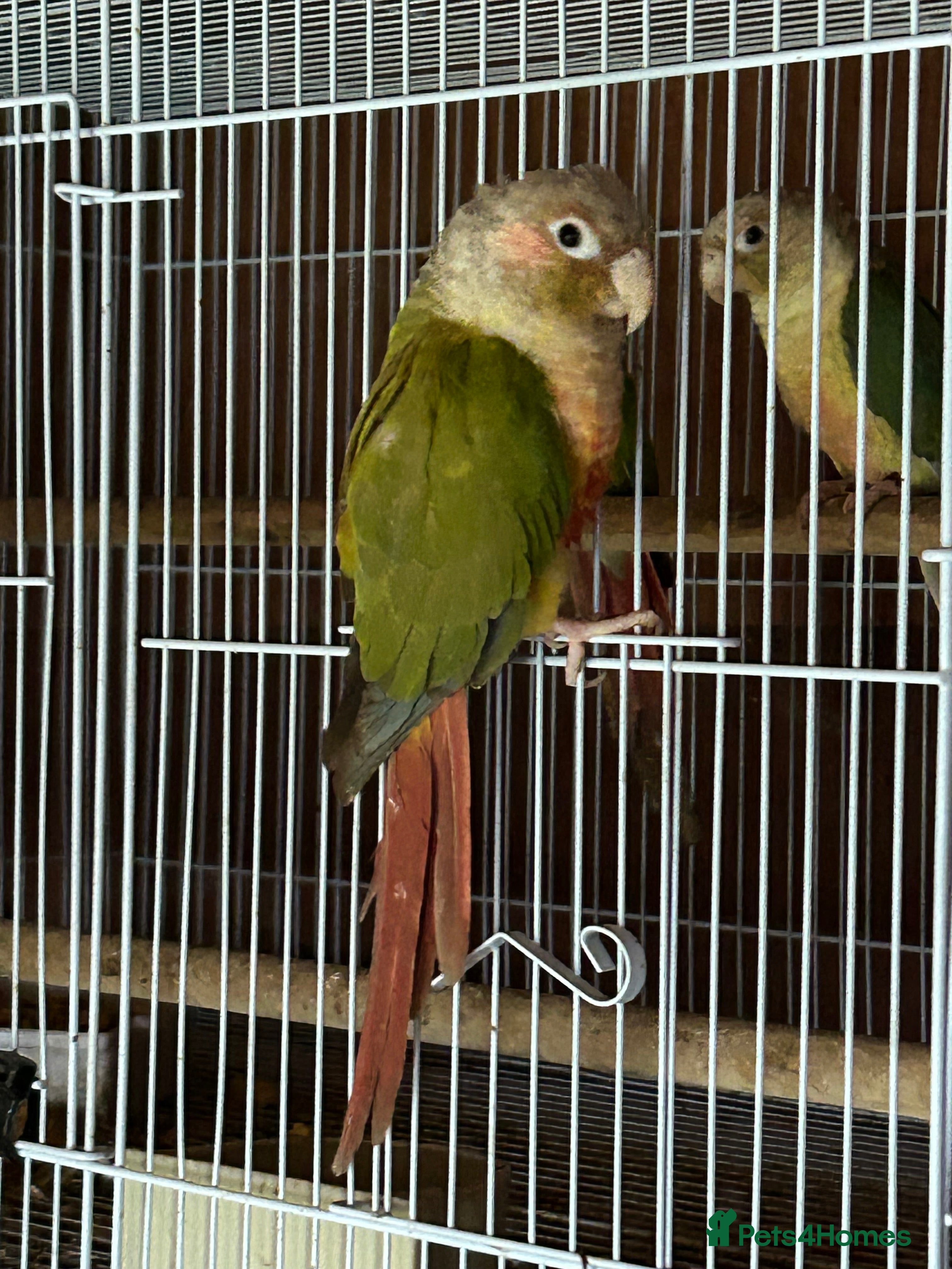 Conures birds Conures young pair  - Advert 4