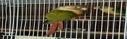 Conures birds for sale: Conures young pair  - Advert 1
