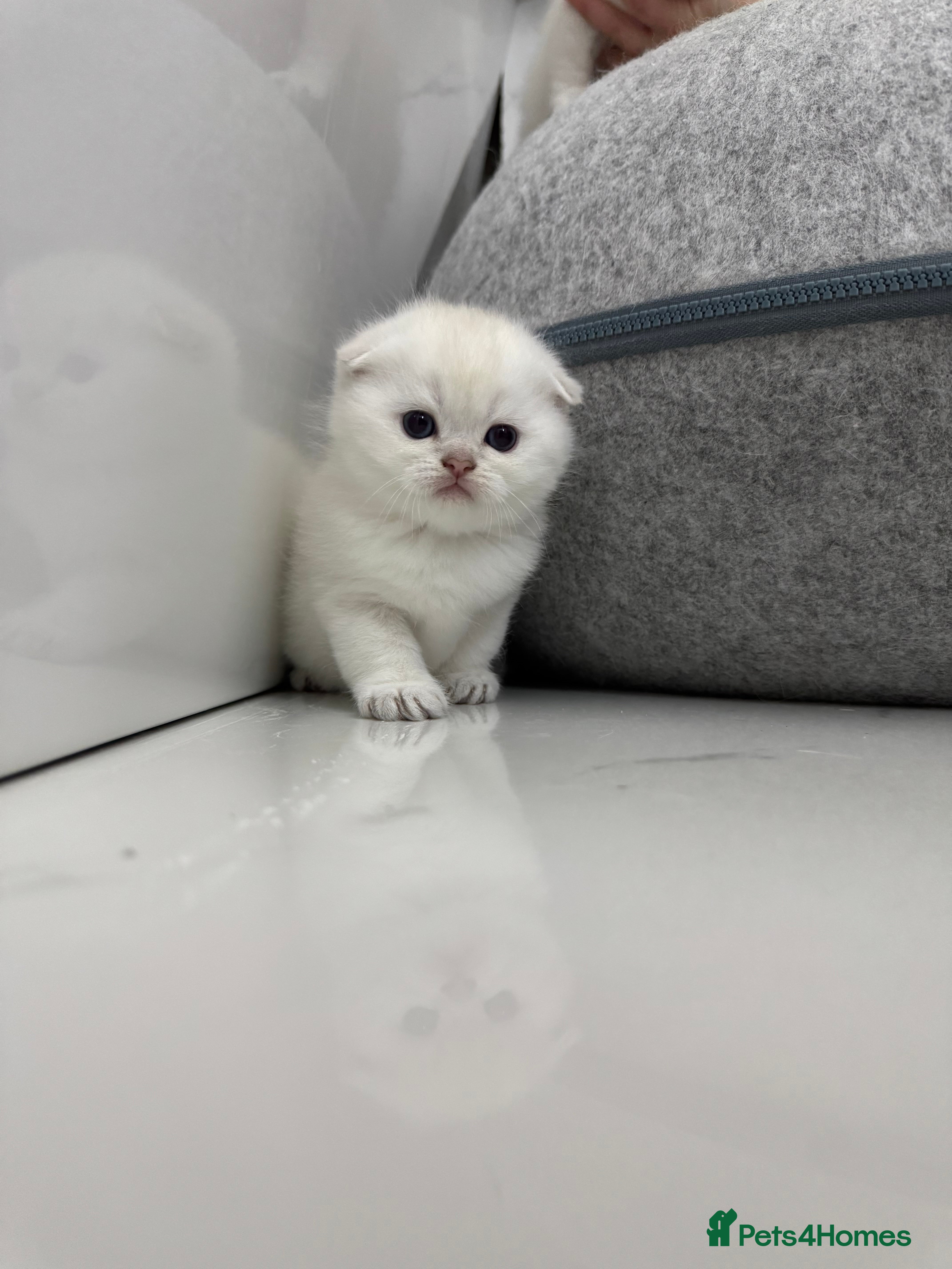 Scottish Fold cats Full pedigree Scottish fold kittens  - Advert 6