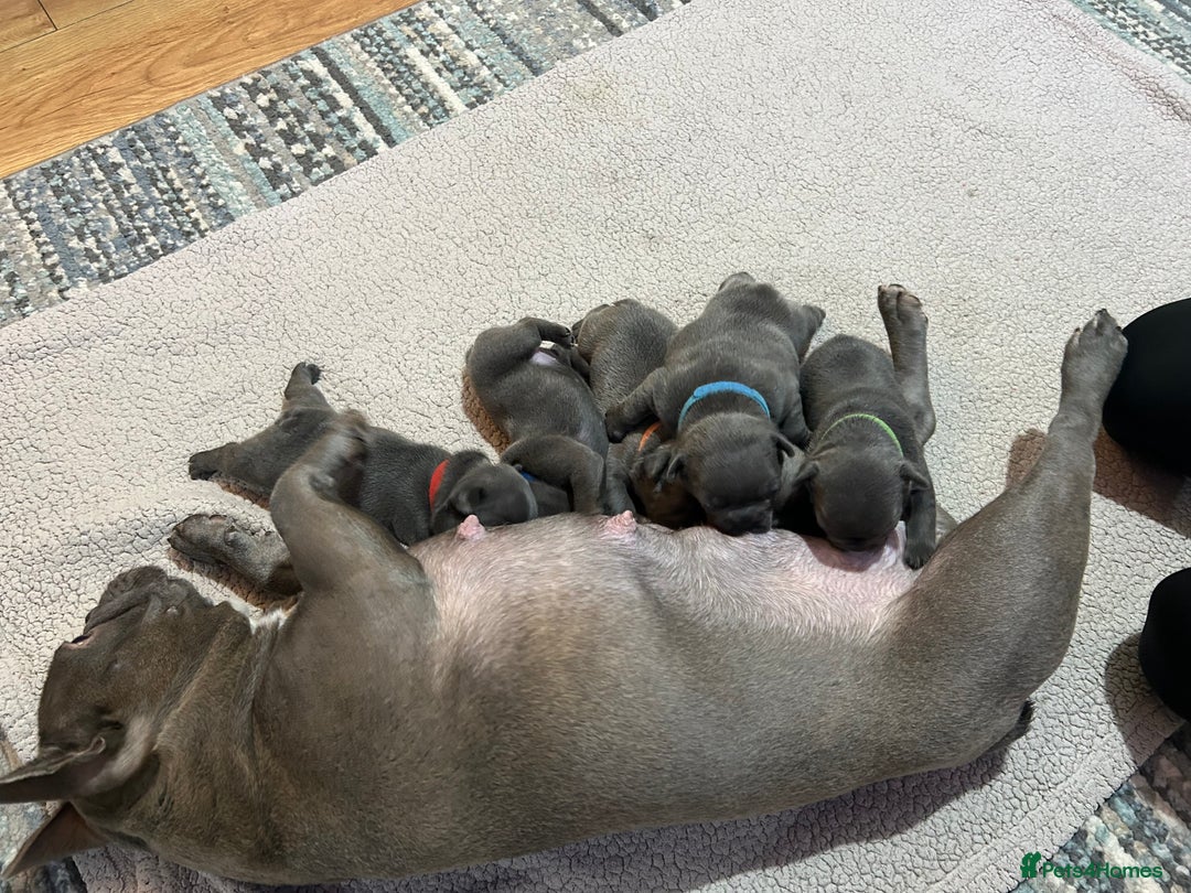 French Bulldog dogs for sale: Top quality French bulldog pups - Advert 14