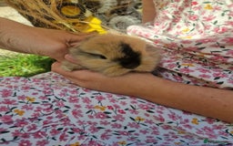 Mini Lop rabbits for sale: 3 x Mini Lion Lop Born 1 September Ready in 1 week - Advert 7