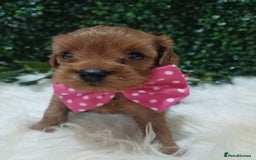 Cavapoo dogs for sale: Gorgeous red toy cavapoos  - Advert 6