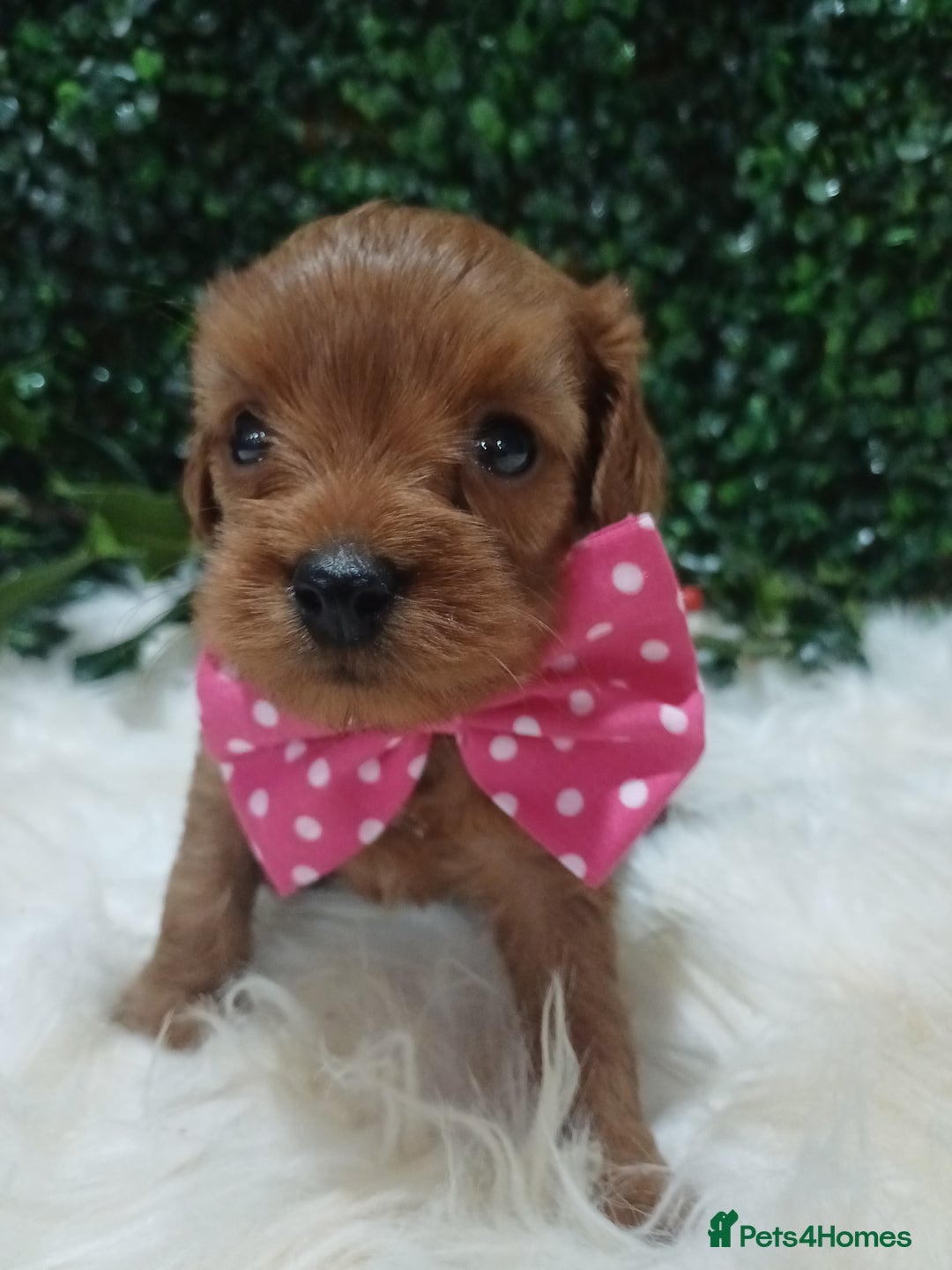 Cavapoo dogs for sale: Gorgeous red toy cavapoos  - Advert 6