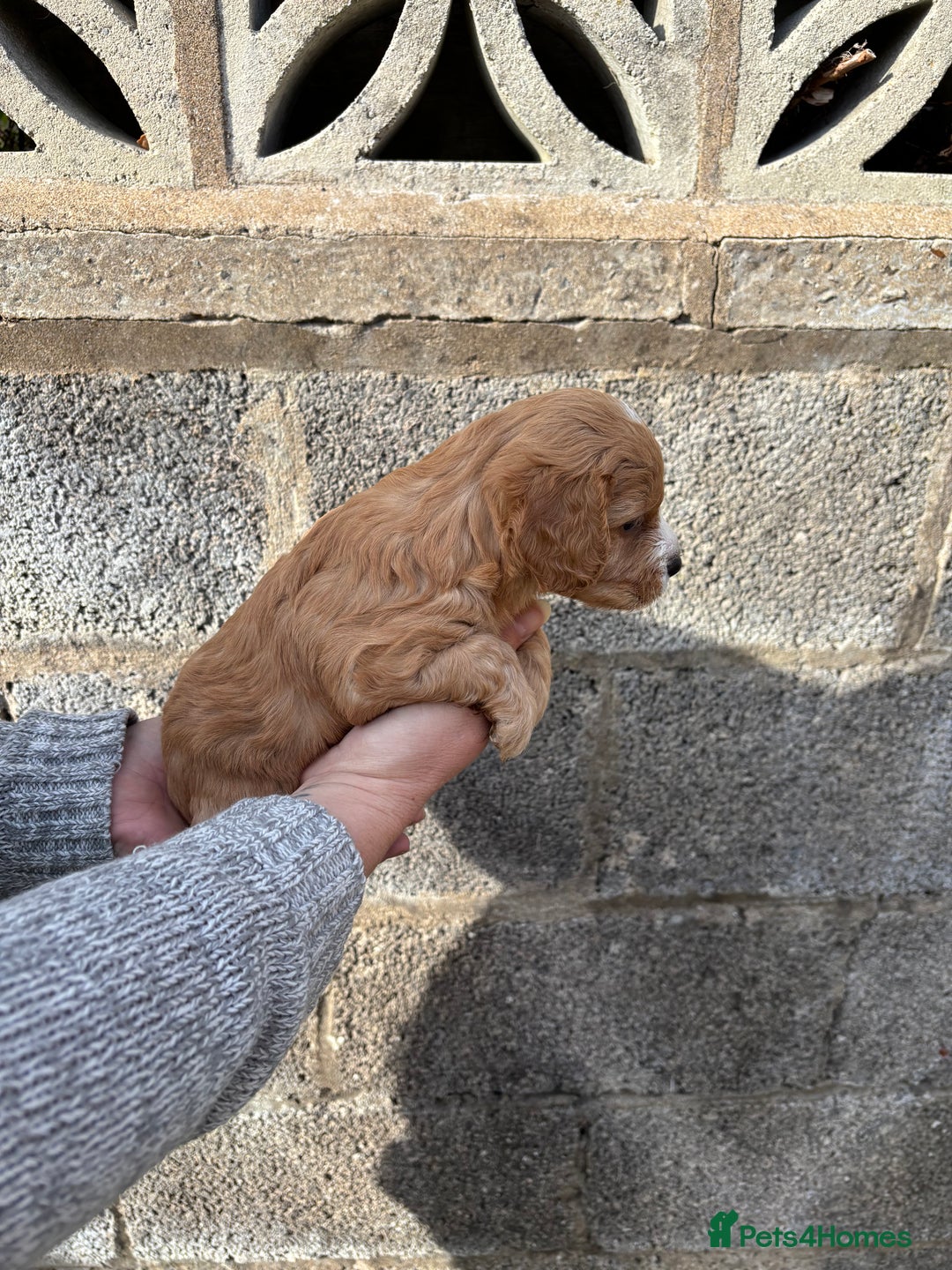 Cavapoo dogs for sale: Gorgeous male cavapoo puppies  - Image 4