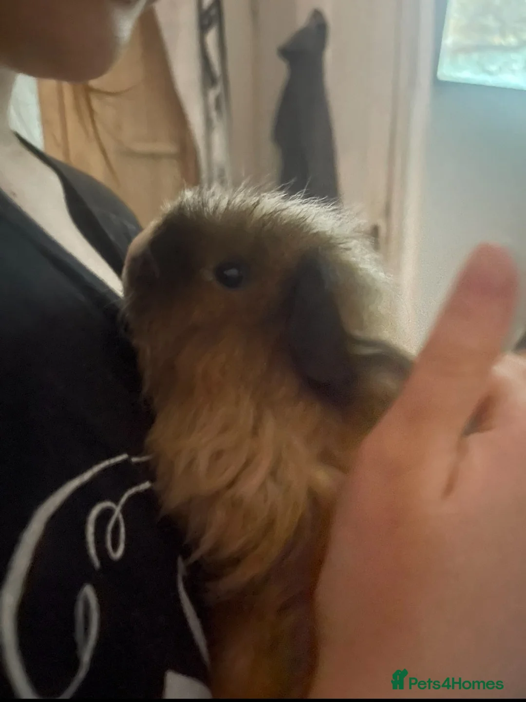 Guinea Pig rodents for sale: Two Guinea Pig Texel Boys 7 Months - Advert 4