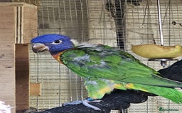 Cockatiels birds for sale: Baby lorrekeet £300 /cockatiels £80 each  - Image 3