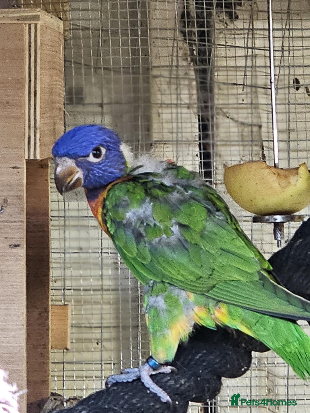 Cockatiels birds for sale: Baby lorrekeet £300 /cockatiels £80 each  - Image 3