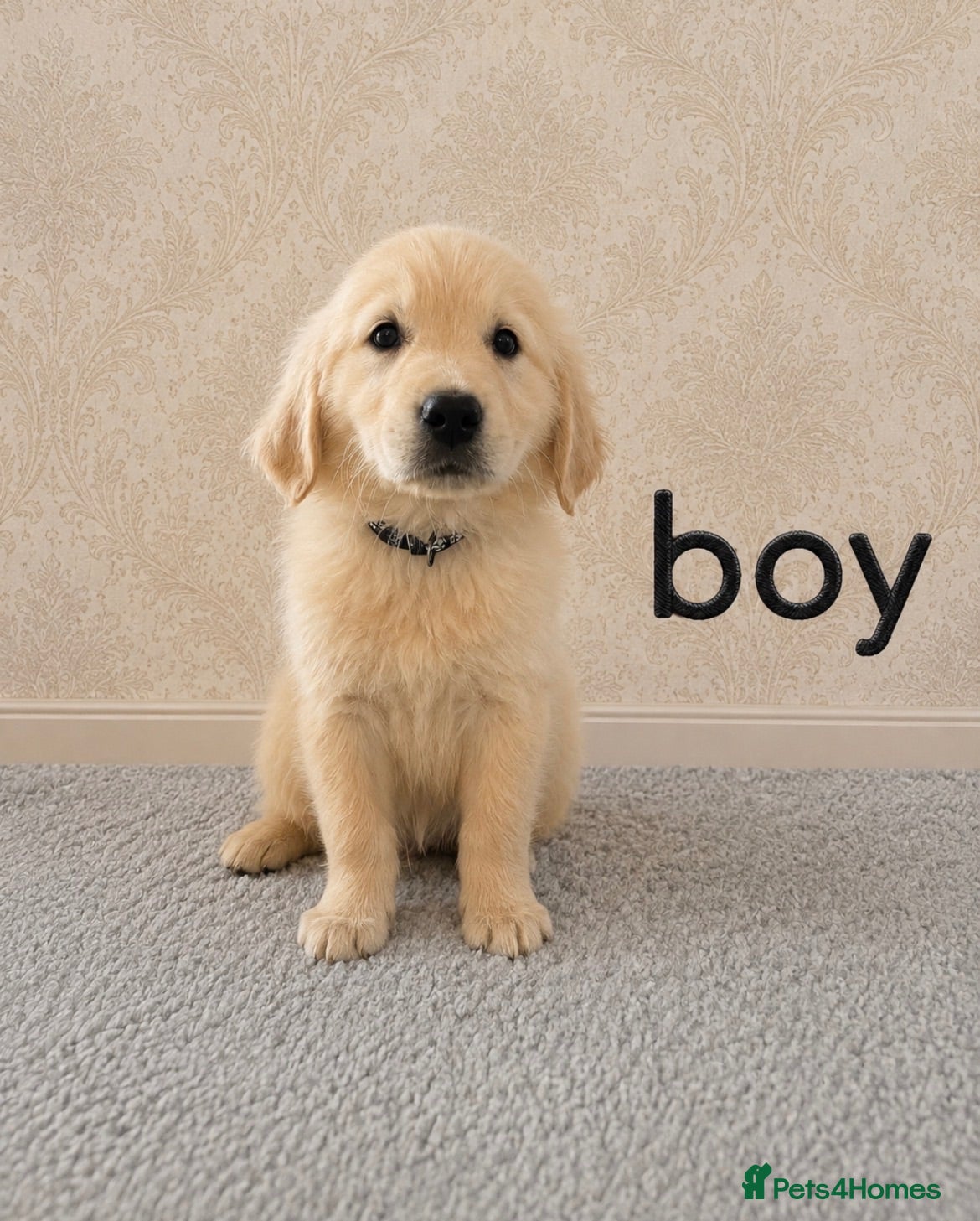 Golden Retriever dogs Beautiful Golden Retriever puppies  - Advert 2
