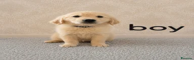 Golden Retriever 1