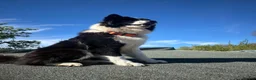 Mixed Breed dogs for sale: Beautiful Samoyed / Australian Shepard Cross  - Advert 6
