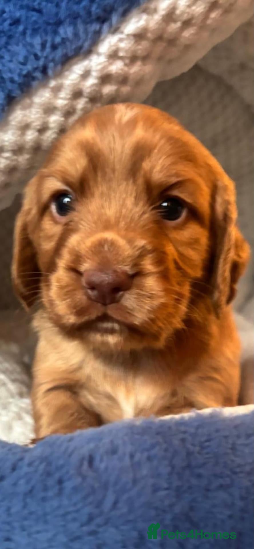 Cocker Spaniel dogs Red Working Cocker Spaniel Puppies  - Advert 1