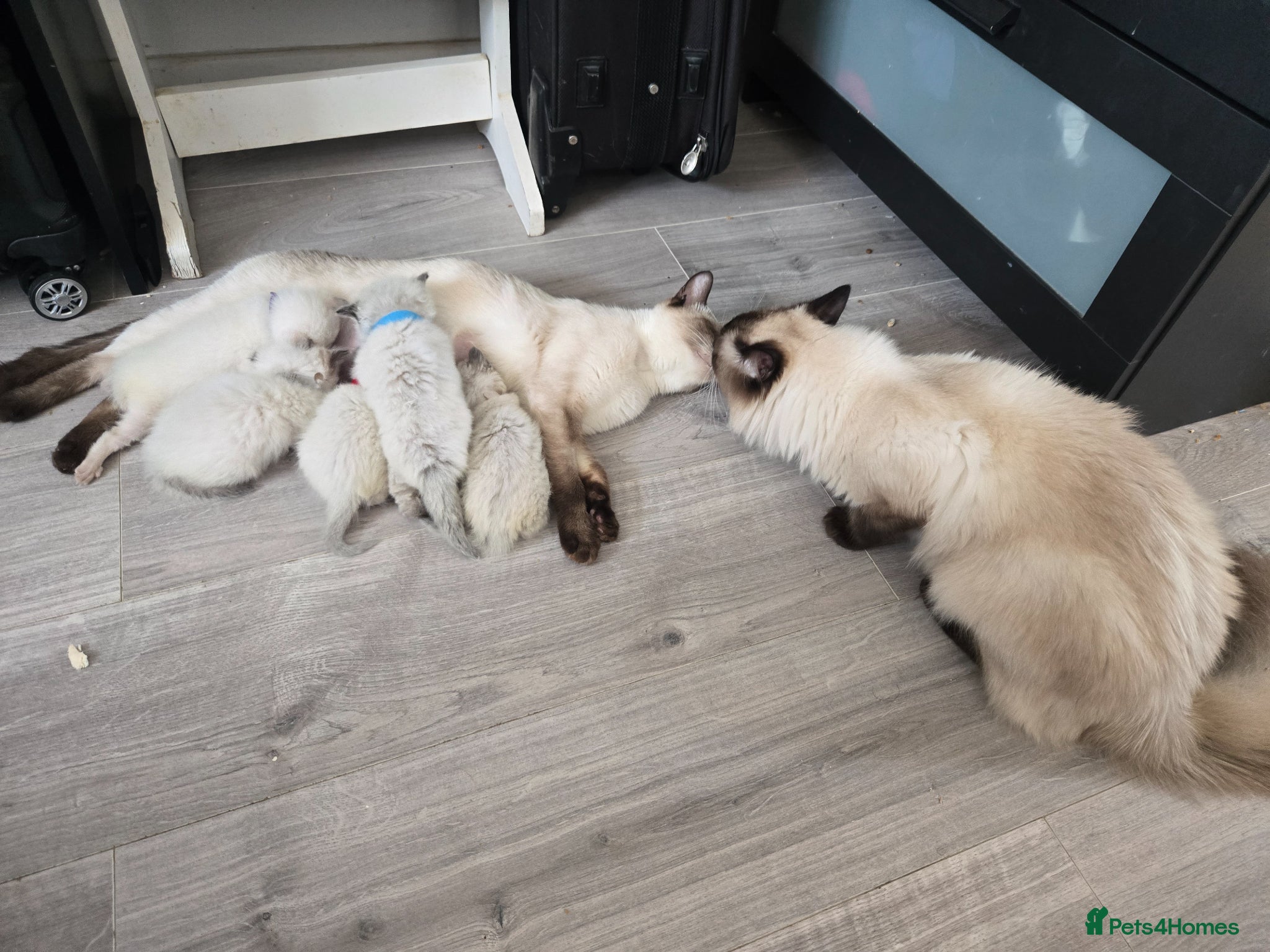 Ragdoll cats Ragamese ragdoll Siamese kittens  - Advert 17
