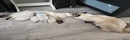 Ragdoll cats for sale: Ragamese ragdoll Siamese kittens  - Advert 3