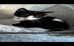 Domestic Shorthair cats for sale: 2 year old male cat - Image 20
