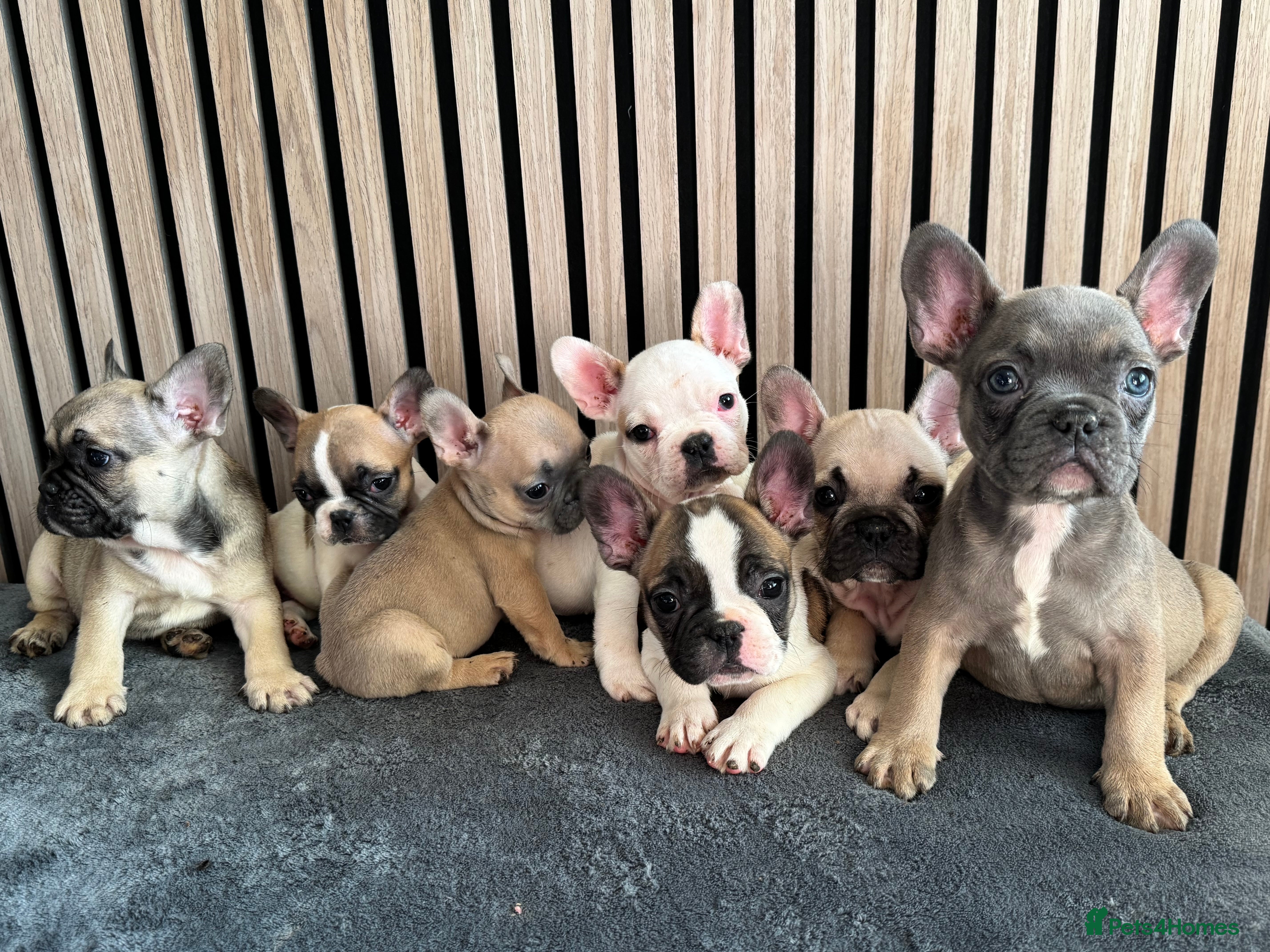 French Bulldog dogs FRENCH BULLDOGS 🐶 - Advert 2