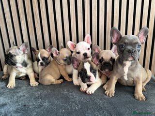 French Bulldog dogs FRENCH BULLDOGS 🐶 - Advert 4
