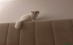 Scottish Fold cats for sale: Scottish Fold Long Hair White - Image 8