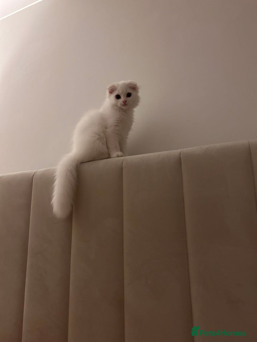 Scottish Fold cats for sale: Scottish Fold Long Hair White - Image 8