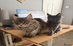 Maine Coon cats for sale: Maine Coon Kitten (Last of Litter Available Now) - Image 12