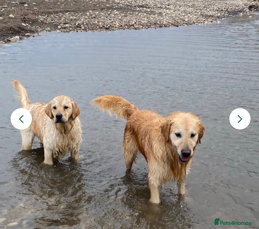 Golden Retriever dogs for sale: Beautiful Golden Retriever Puppy  - Image 11