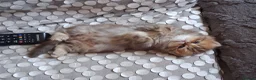 Persian cats for sale: 2  perfect pur persian chinchilla boys - Advert 2