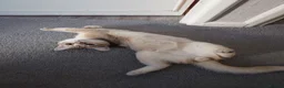 British Shorthair cats for sale: GCCF registered Golden boy - Advert 5