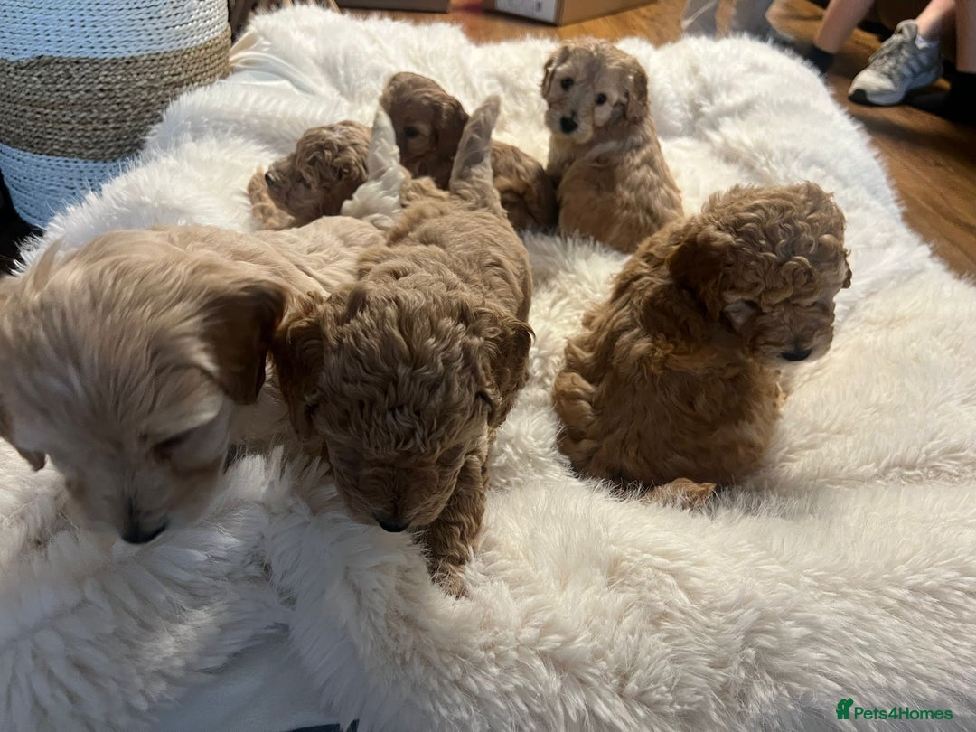 Cockapoo dogs for sale: Six Little Cockapoo Stars Ready to Shine   - Image 5