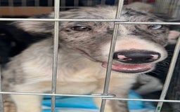 Border Collie dogs for sale: 7 Gorgeous Border Collie Pups - Image 2