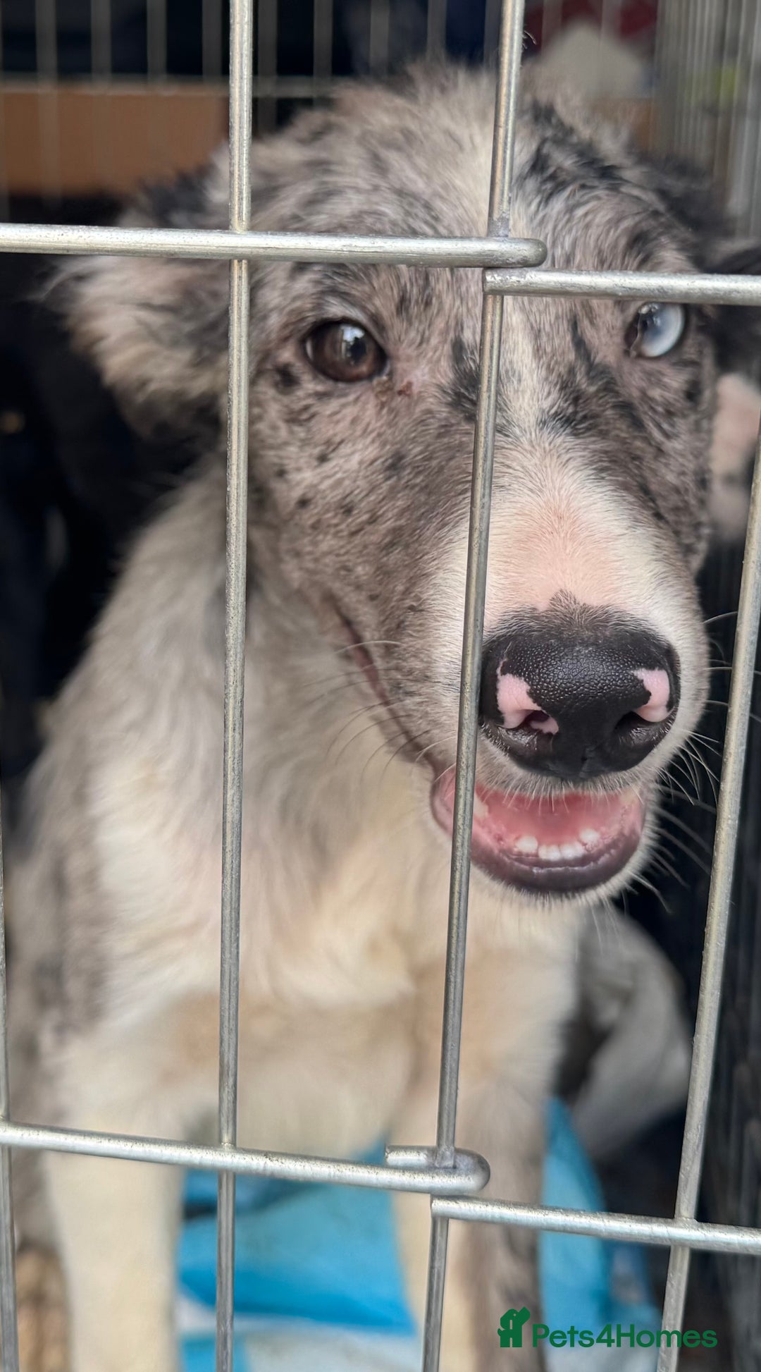 Border Collie dogs for sale: 7 Gorgeous Border Collie Pups - Image 2