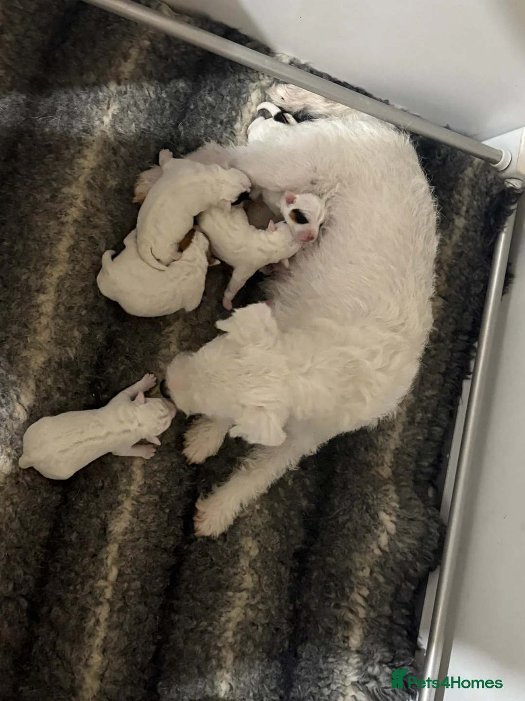 Parson Russell dogs for sale: pedigree Parson Russell Bitch puppy - Advert 1