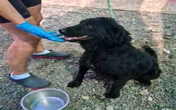 Mixed Breed dogs for adoption: 🐾Nora - a cheerful little star in a compact frame - Image 5