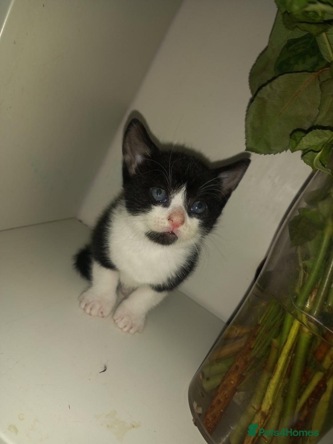 Mixed Breed cats for sale: Kittens looking for their forever loving Home - Advert 6
