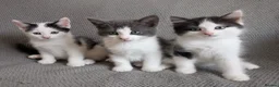 Ragdoll cats for sale: Adorable Chinchilla Persian x Ragdoll kittens - Advert 1