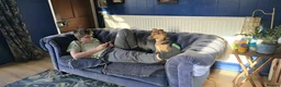 Mixed Breed dogs for adoption: 🐾🧡 ROCCO – A FRIENDLY BOY FULL OF CHARACTER 🧡🐾 - Advert 4