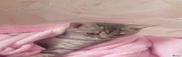 British Shorthair cats for sale: British shorthair tabby kittens  in Scunthorpe - Advert 10