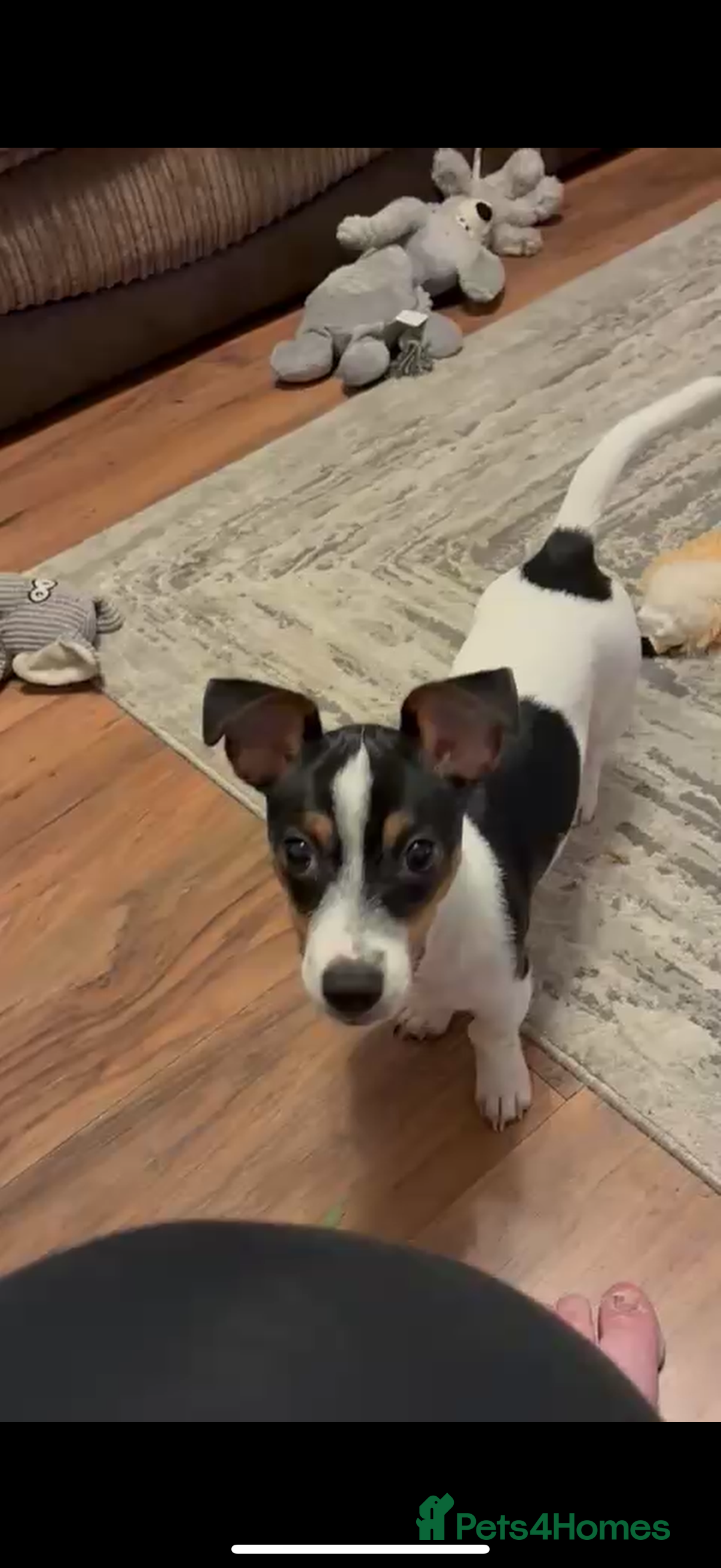 Jack Russell dogs Miniature Jack Russell  - Advert 1