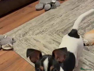 Jack Russell dogs Miniature Jack Russell - Advert 1