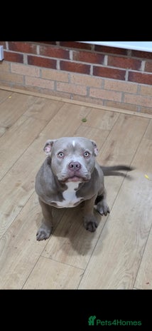 American Bully dogs - Advert 2