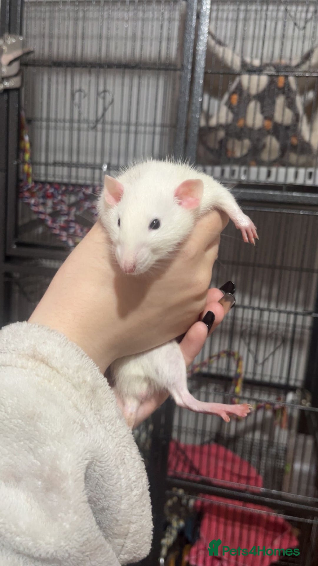 Rat rodents for sale: Male rats and cage  - Image 2