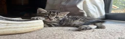 Mixed Breed cats for sale: 2 little boys ready for their new home  - Advert 3