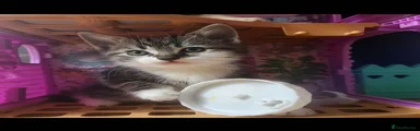 Domestic Shorthair 4