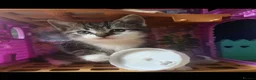 Domestic Shorthair cats for sale: 5 sweet and playful kittens  - Advert 3