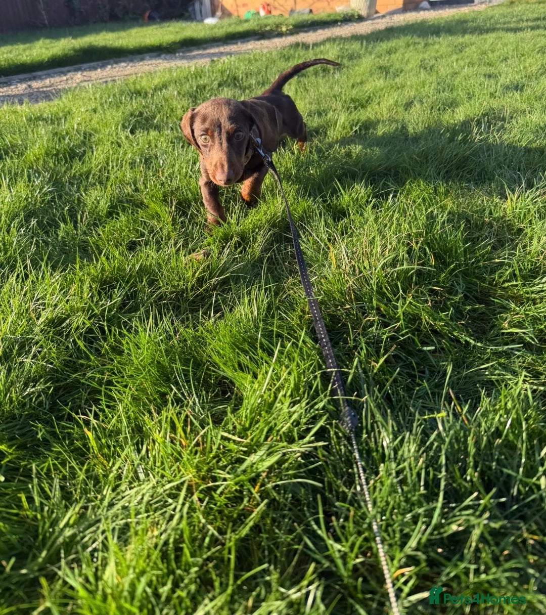 Miniature Dachshund dogs for sale: KC registered miniature dachshund - Advert 3