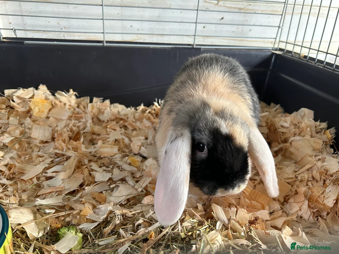 Mini Lop rabbits for sale: Mini lops  - Advert 1