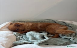 Pomeranian dogs for sale: Beautiful 6-Month-Old Pomeranian Girl for Sale  - Image 27