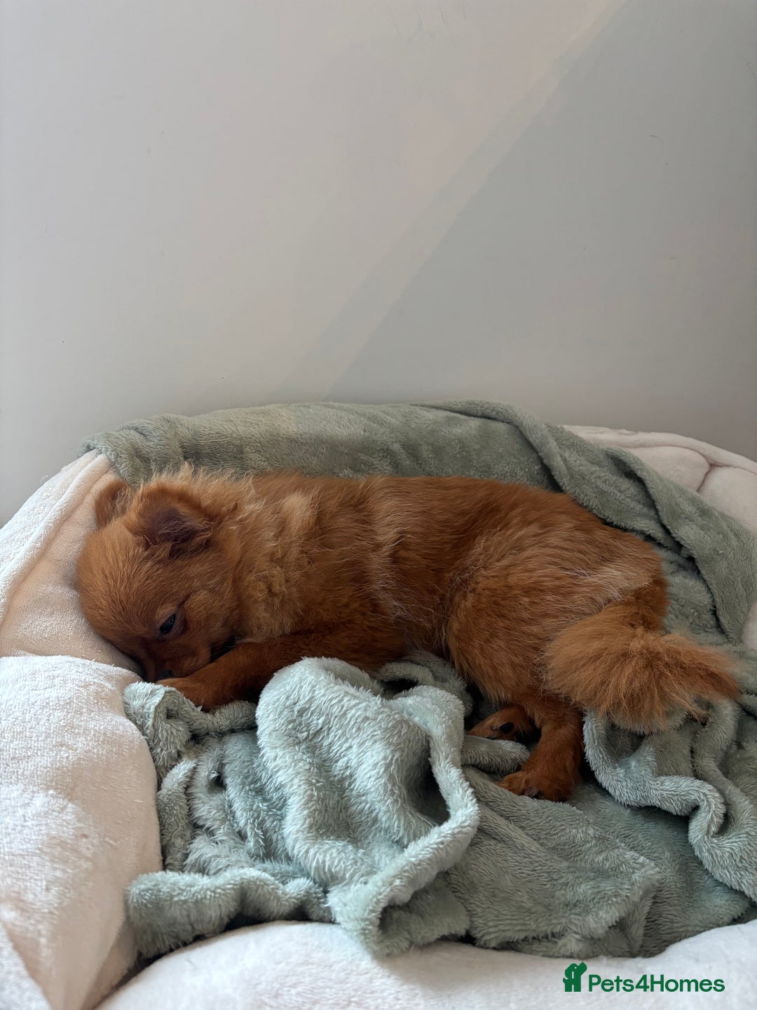 Pomeranian dogs for sale: Beautiful 6-Month-Old Pomeranian Girl for Sale  - Image 27