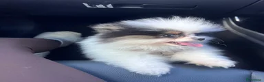 Pomeranian Puppy 1
