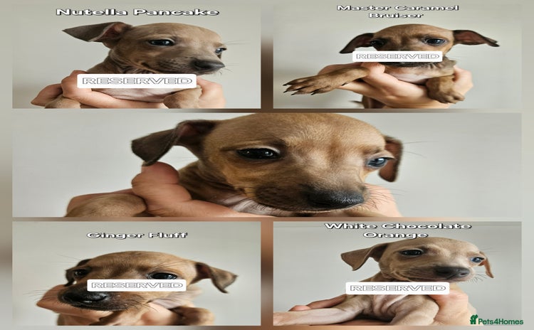 Italian Greyhound dogs - Advert 1